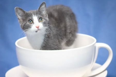 Pets First Veterinary Clinic