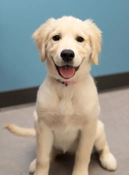 Pets First Veterinary Clinic 12