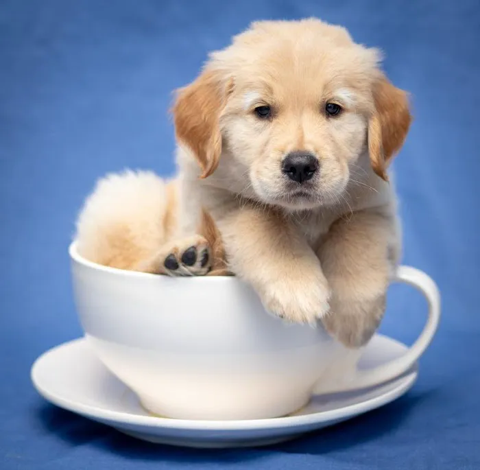 Pets First Veterinary Clinic 12