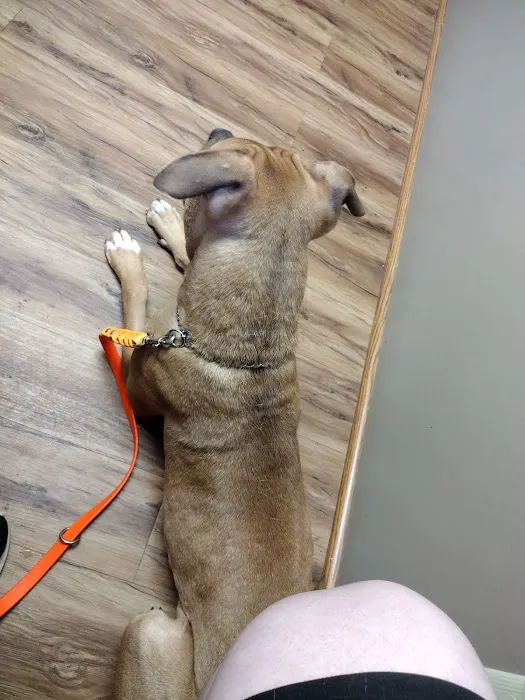 Community Veterinary Clinic 12
