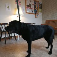 Community Veterinary Clinic ico