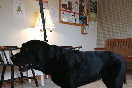 Community Veterinary Clinic