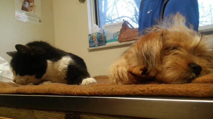 Community Veterinary Clinic 12