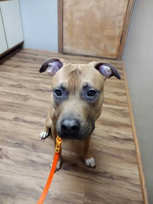 Community Veterinary Clinic 12