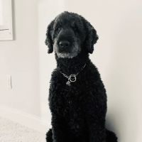 Green Meadows Veterinary Hospital ico
