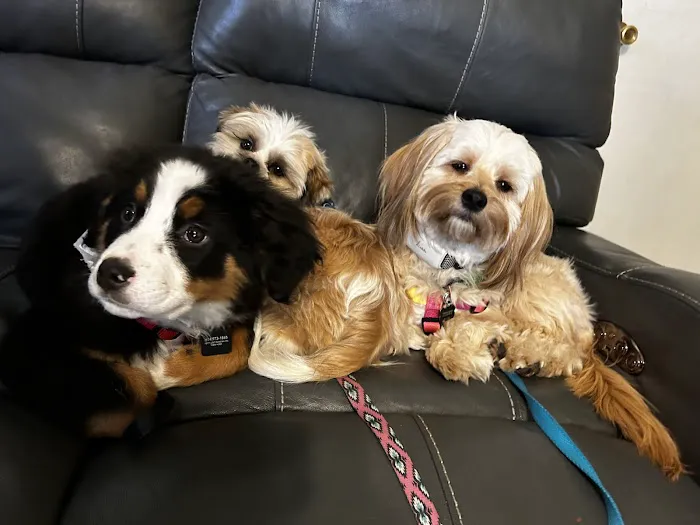 Best Friends Veterinary Hospital 12