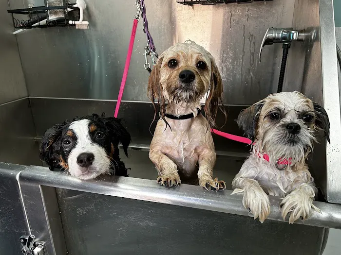 Best Friends Veterinary Hospital 12