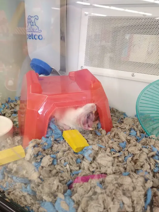 Petco 12