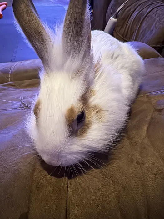 B & B's Exotic Pets LLC 12