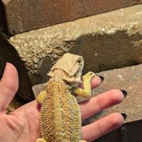 B & B's Exotic Pets LLC ico