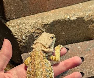 B & B's Exotic Pets LLC