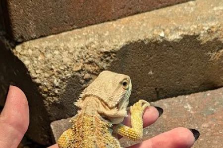 B & B's Exotic Pets LLC