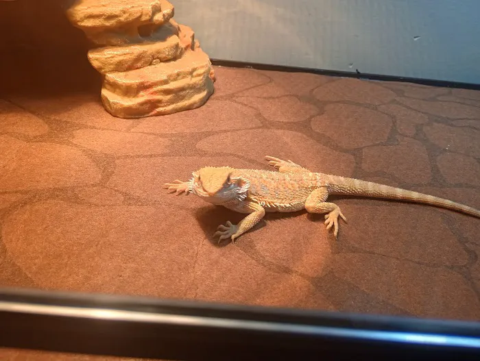 B & B's Exotic Pets LLC 12