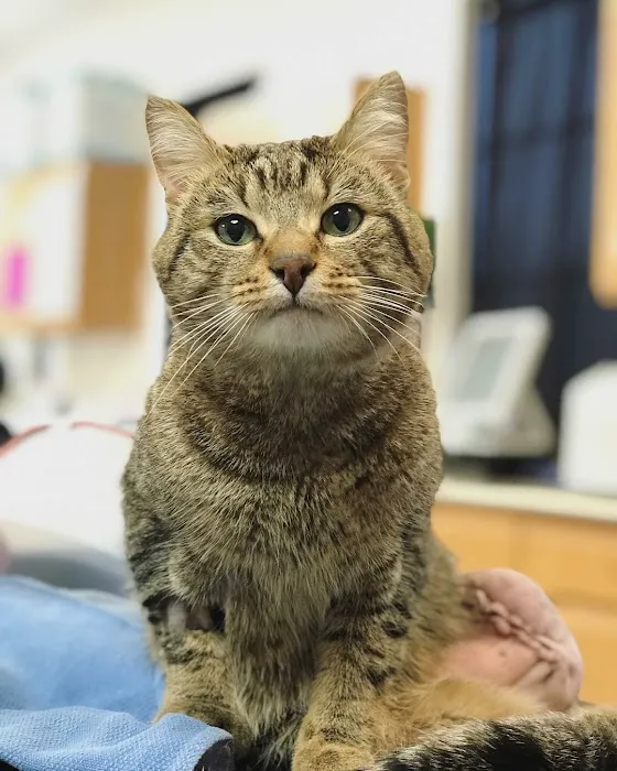 Healthy Pets of Lewis Center 12