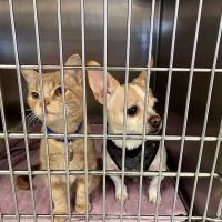 Healthy Pets of Lewis Center ico