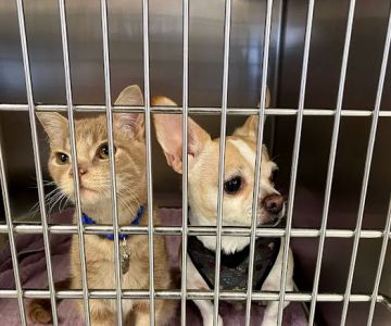 Healthy Pets of Lewis Center