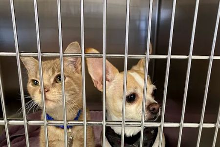 Healthy Pets of Lewis Center