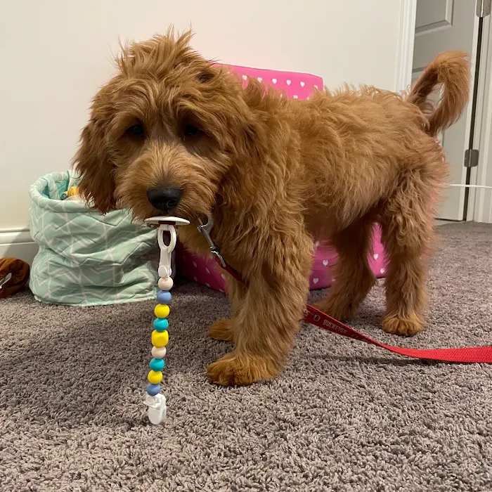 Healthy Pets of Lewis Center 12