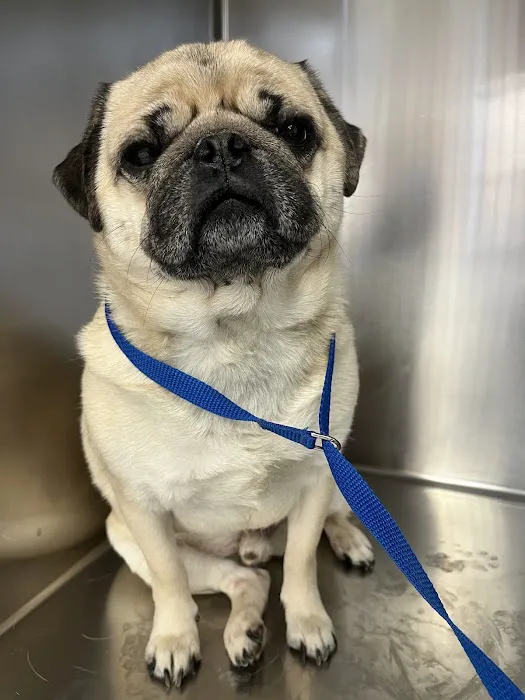 Healthy Pets of Lewis Center 12