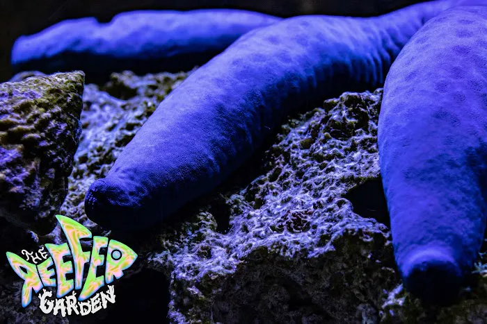 The Reefer Garden 12