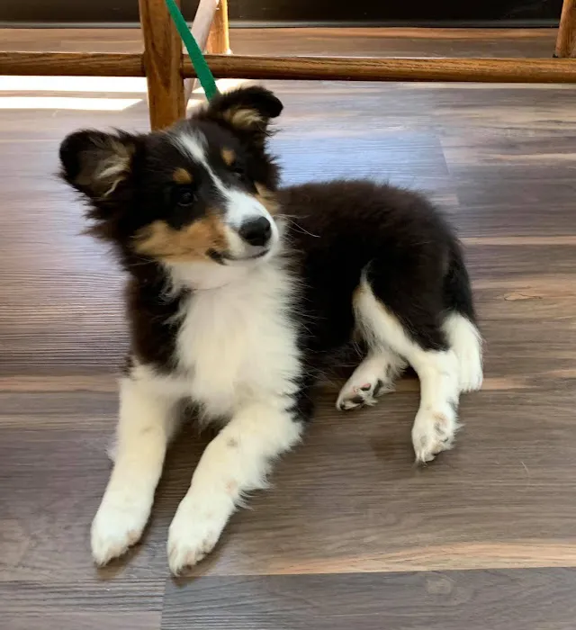 Powell Veterinary Clinic,LLC 12
