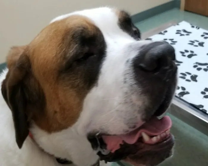 Powell Veterinary Clinic,LLC 12