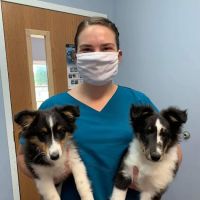 Powell Veterinary Clinic,LLC ico