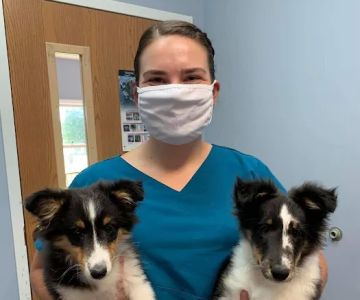 Powell Veterinary Clinic,LLC