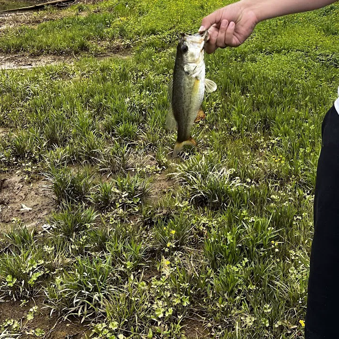Arkansas Pondstockers 12