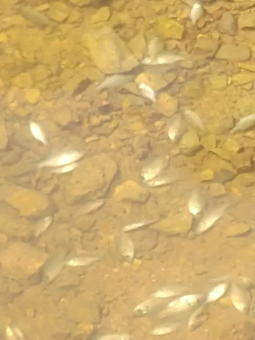 Arkansas Pondstockers 12