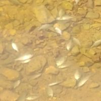 Arkansas Pondstockers ico