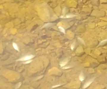 Arkansas Pondstockers