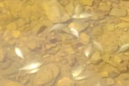 Arkansas Pondstockers