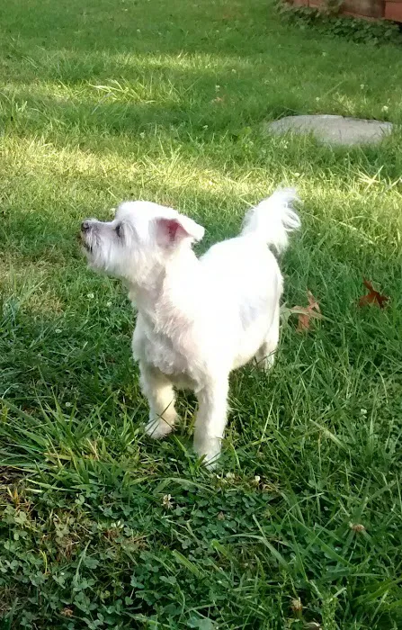 Healthy Pets of Wedgewood 12