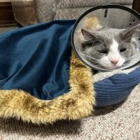 Healthy Pets of Wedgewood ico
