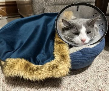 Healthy Pets of Wedgewood