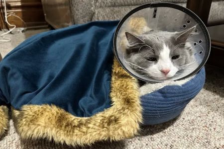 Healthy Pets of Wedgewood