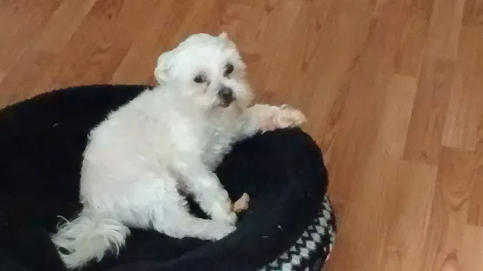 Healthy Pets of Wedgewood 12