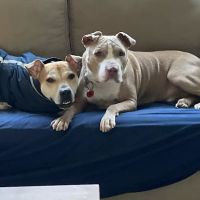 VIP Petcare Vaccination Clinic ico
