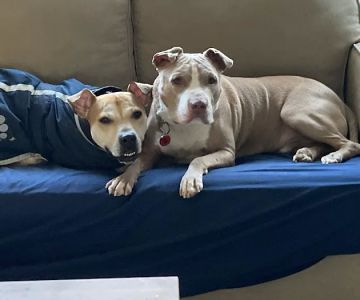 VIP Petcare Vaccination Clinic