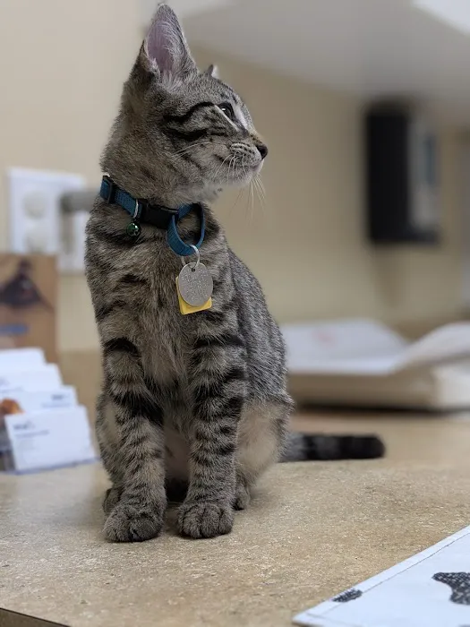 VCA Westerville East Animal Hospital 12
