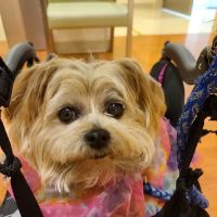 VCA Westerville East Animal Hospital ico