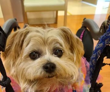 VCA Westerville East Animal Hospital