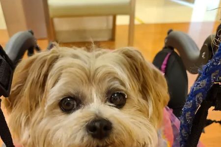 VCA Westerville East Animal Hospital