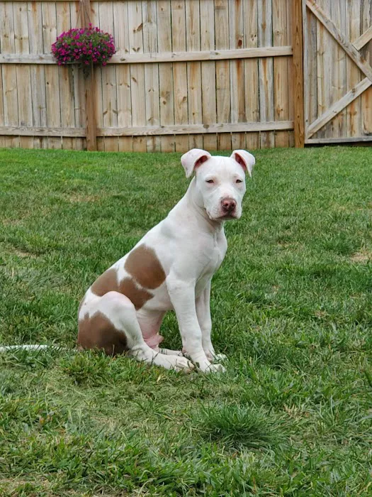 VCA Westerville East Animal Hospital 12