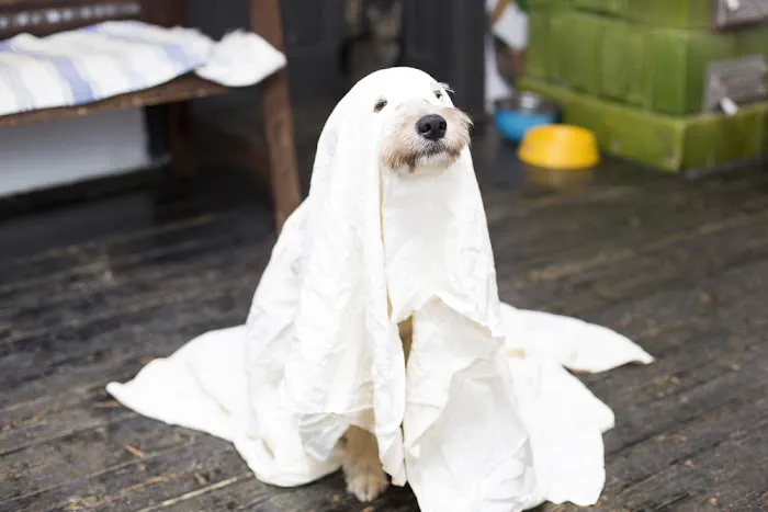 Pet Medical Center Of Westerville 9