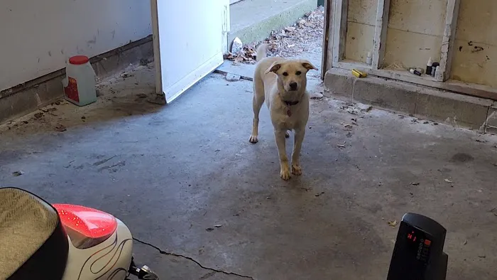 Banfield Pet Hospital 12