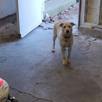 Banfield Pet Hospital ico