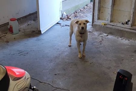Banfield Pet Hospital