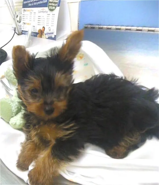 Banfield Pet Hospital 12